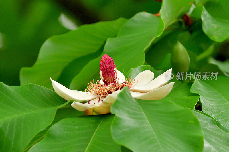 倒伏玉兰/日本大叶玉兰/下白玉兰:花和果实